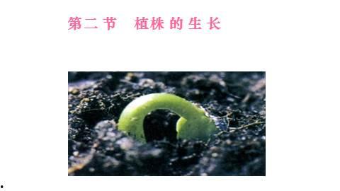 植株的生长视频,从萌芽到繁茂